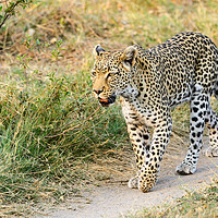 Buy canvas prints of Leopard on the move by Angus McComiskey