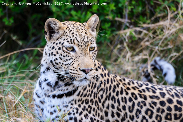 Leopard portrait Botswana Picture Board by Angus McComiskey