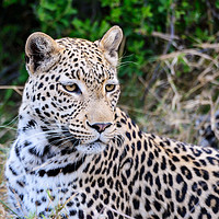 Buy canvas prints of Leopard portrait Botswana by Angus McComiskey