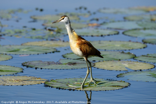 African Jacana Picture Board by Angus McComiskey