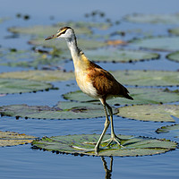 Buy canvas prints of African Jacana by Angus McComiskey