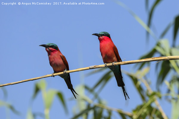 Pair of Southern Carmine Bee-eaters on branch Picture Board by Angus McComiskey