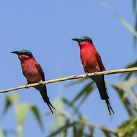 Buy canvas prints of Pair of Southern Carmine Bee-eaters on branch by Angus McComiskey