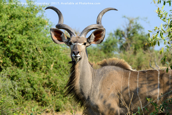 Portrait of a male greater kudu Picture Board by Angus McComiskey