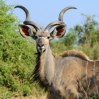 Buy canvas prints of Portrait of a male greater kudu by Angus McComiskey