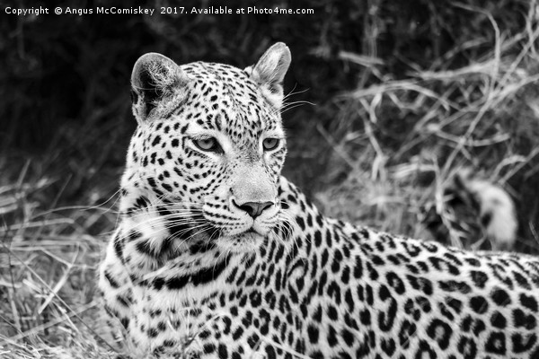 Leopard portrait Botswana (mono) Picture Board by Angus McComiskey