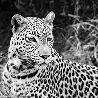 Buy canvas prints of Leopard portrait Botswana (mono) by Angus McComiskey