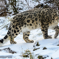 Buy canvas prints of Snow Leopard by Angus McComiskey