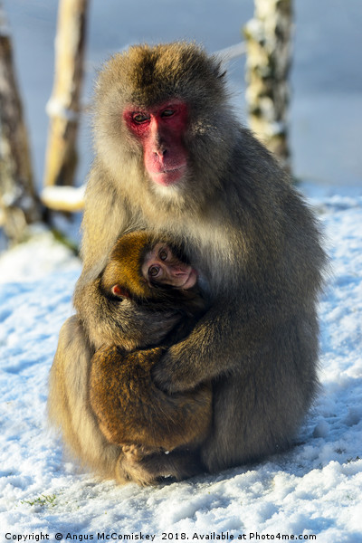 Japanese macaque (snow monkey) with young Picture Board by Angus McComiskey