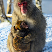 Buy canvas prints of Japanese macaque (snow monkey) with young by Angus McComiskey