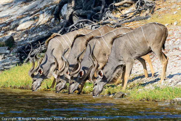 Kudus drinking on bank of Chobe River, Botswana Picture Board by Angus McComiskey