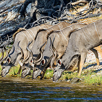 Buy canvas prints of Kudus drinking on bank of Chobe River, Botswana by Angus McComiskey