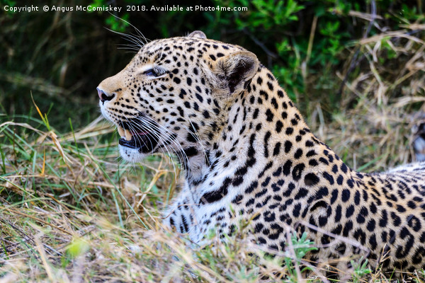 Watchful leopard Botswana Picture Board by Angus McComiskey