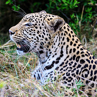 Buy canvas prints of Watchful leopard Botswana by Angus McComiskey