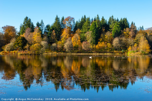 Autumn reflections on Penicuik High Pond Picture Board by Angus McComiskey