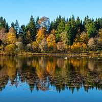 Buy canvas prints of Autumn reflections on Penicuik High Pond by Angus McComiskey