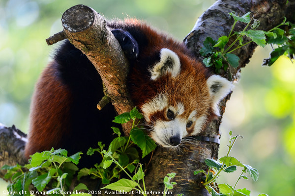 Red panda sitting in tree Picture Board by Angus McComiskey