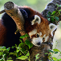 Buy canvas prints of Red panda sitting in tree by Angus McComiskey