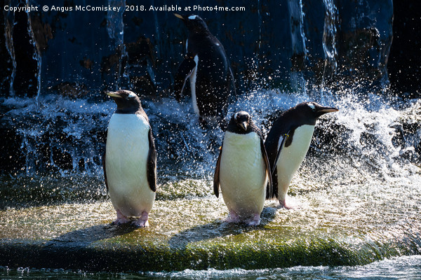 Bath time at the penguin enclosure Picture Board by Angus McComiskey