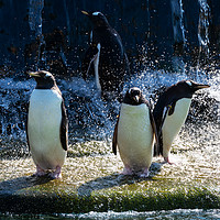 Buy canvas prints of Bath time at the penguin enclosure by Angus McComiskey