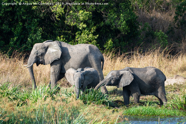 Elephants feeding on bank of Victoria Nile, Uganda Picture Board by Angus McComiskey