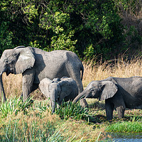 Buy canvas prints of Elephants feeding on bank of Victoria Nile, Uganda by Angus McComiskey