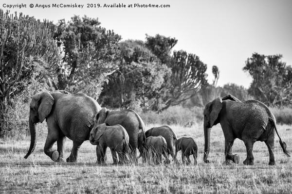 Elephants on the move Uganda mono Picture Board by Angus McComiskey