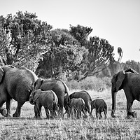 Buy canvas prints of Elephants on the move Uganda mono by Angus McComiskey
