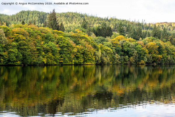 Autumn colours on Loch Faskally Picture Board by Angus McComiskey