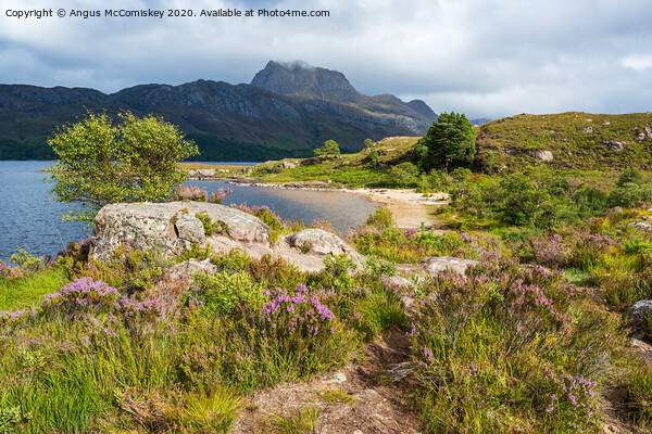 Purple heather along shoreline of Loch Maree Picture Board by Angus McComiskey