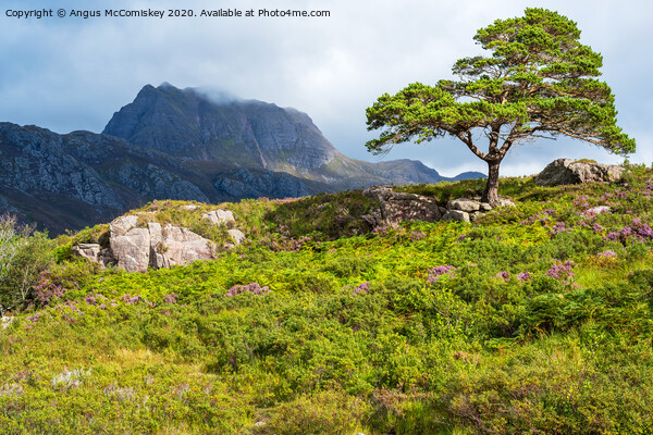 Lone Scots pine and Slioch Picture Board by Angus McComiskey