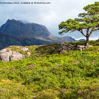 Buy canvas prints of Lone Scots pine and Slioch by Angus McComiskey