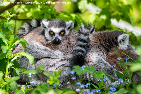 Ring-tailed lemur Picture Board by Angus McComiskey