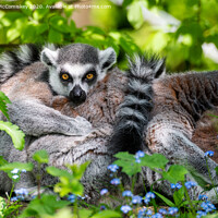Buy canvas prints of Ring-tailed lemur by Angus McComiskey