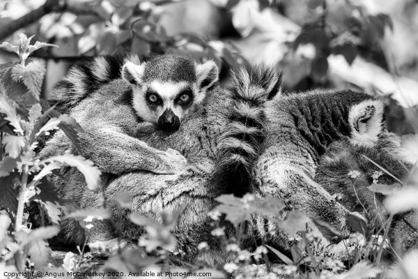 Ring-tailed lemur mono Picture Board by Angus McComiskey