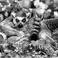 Buy canvas prints of Ring-tailed lemur mono by Angus McComiskey