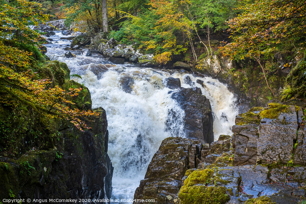 Black Linn Waterfall at the Hermitage in autumn  Picture Board by Angus McComiskey