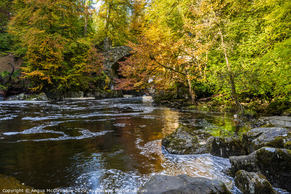 River Braan at the Hermitage in autumn Picture Board by Angus McComiskey