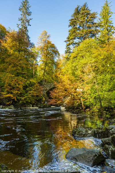 River Braan at the Hermitage autumn colours Picture Board by Angus McComiskey