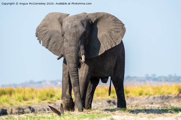 Defiant young bull elephant on bank of Chobe River Picture Board by Angus McComiskey