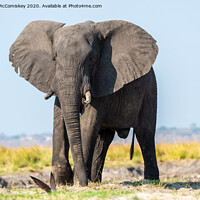 Buy canvas prints of Defiant young bull elephant on bank of Chobe River by Angus McComiskey