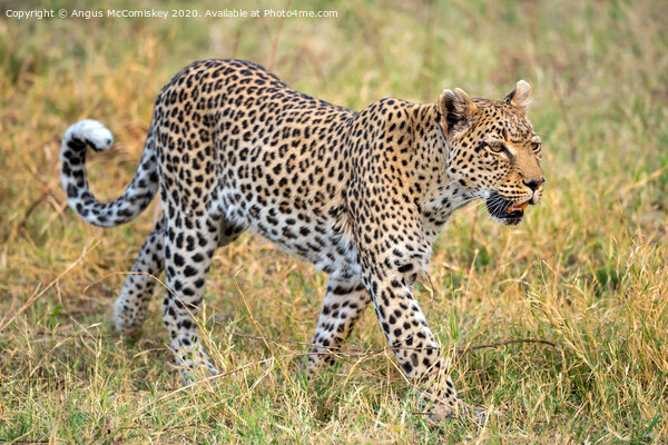 Leopard on the move Picture Board by Angus McComiskey