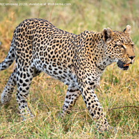 Buy canvas prints of Leopard on the move by Angus McComiskey