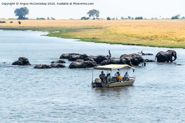 Watching elephants on the Chobe River, Botswana Picture Board by Angus McComiskey