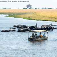 Buy canvas prints of Watching elephants on the Chobe River, Botswana by Angus McComiskey