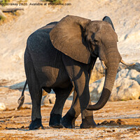 Buy canvas prints of Solitary bull elephant by the Chobe River, Botswan by Angus McComiskey