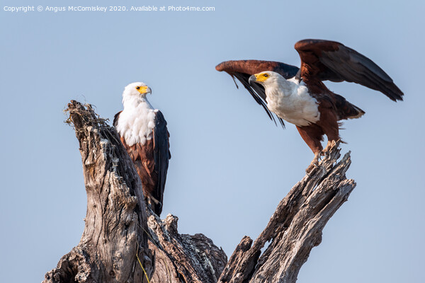 Pair of African fish eagles Picture Board by Angus McComiskey