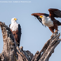Buy canvas prints of Pair of African fish eagles by Angus McComiskey