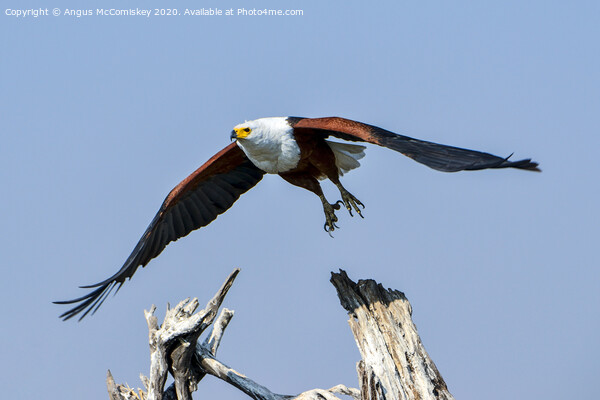 African fish eagle in flight Picture Board by Angus McComiskey