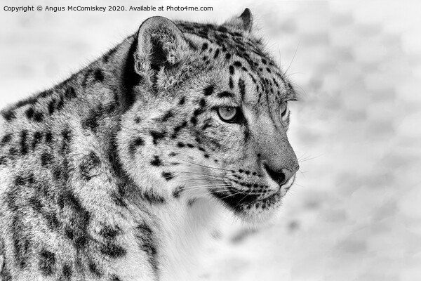 Snow leopard portrait mono Picture Board by Angus McComiskey